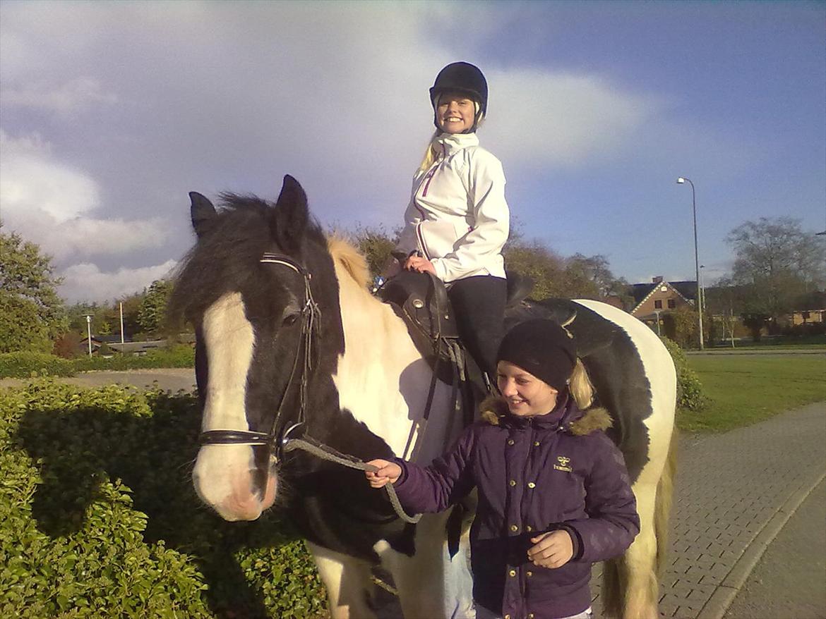 Irish Cob Leo Royal - Mine niecer hygger med Fade billede 5