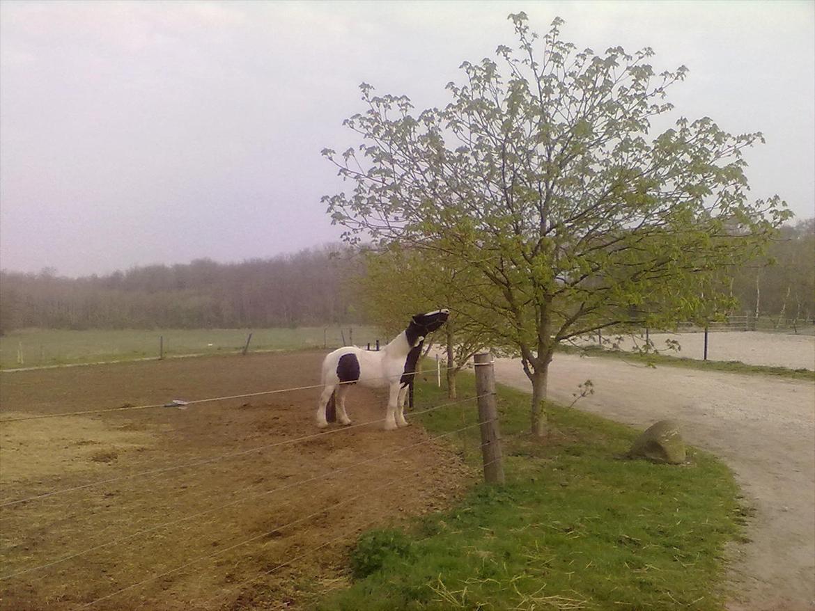 Irish Cob Leo Royal - Smager lige på kastanjen billede 6