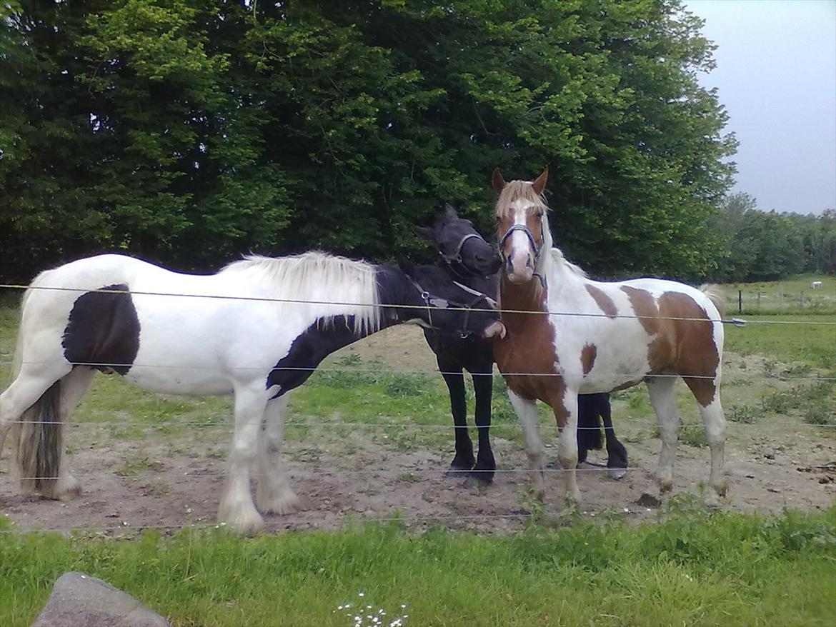Irish Cob Leo Royal - Smager lige paa den nye hest, hehe billede 7