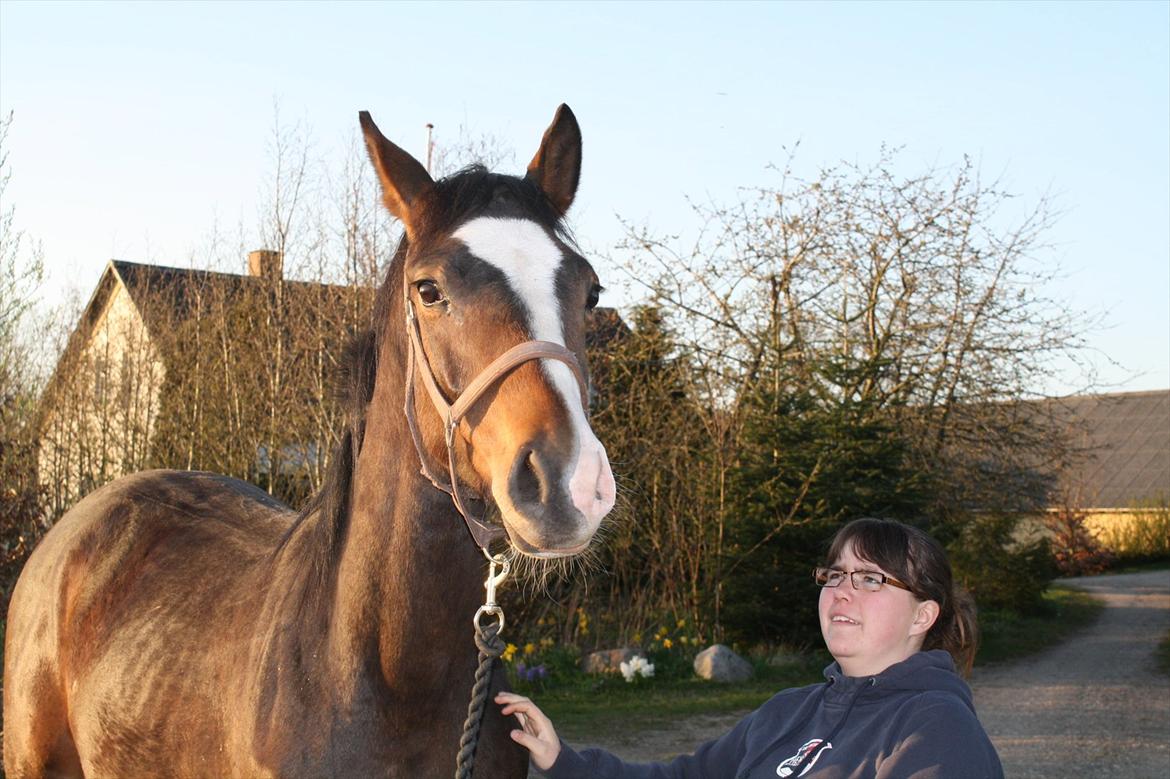 Dansk Varmblod Grøftebjergs Bellissimo billede 1