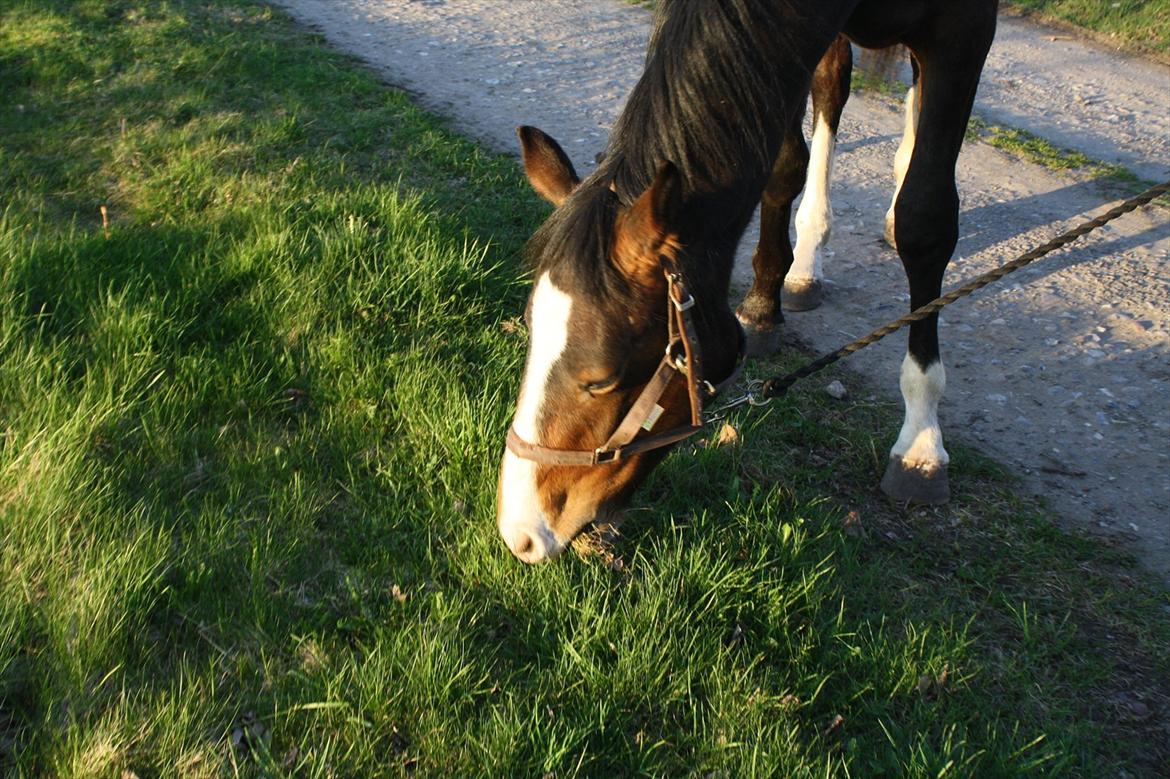 Dansk Varmblod Grøftebjergs Bellissimo billede 2