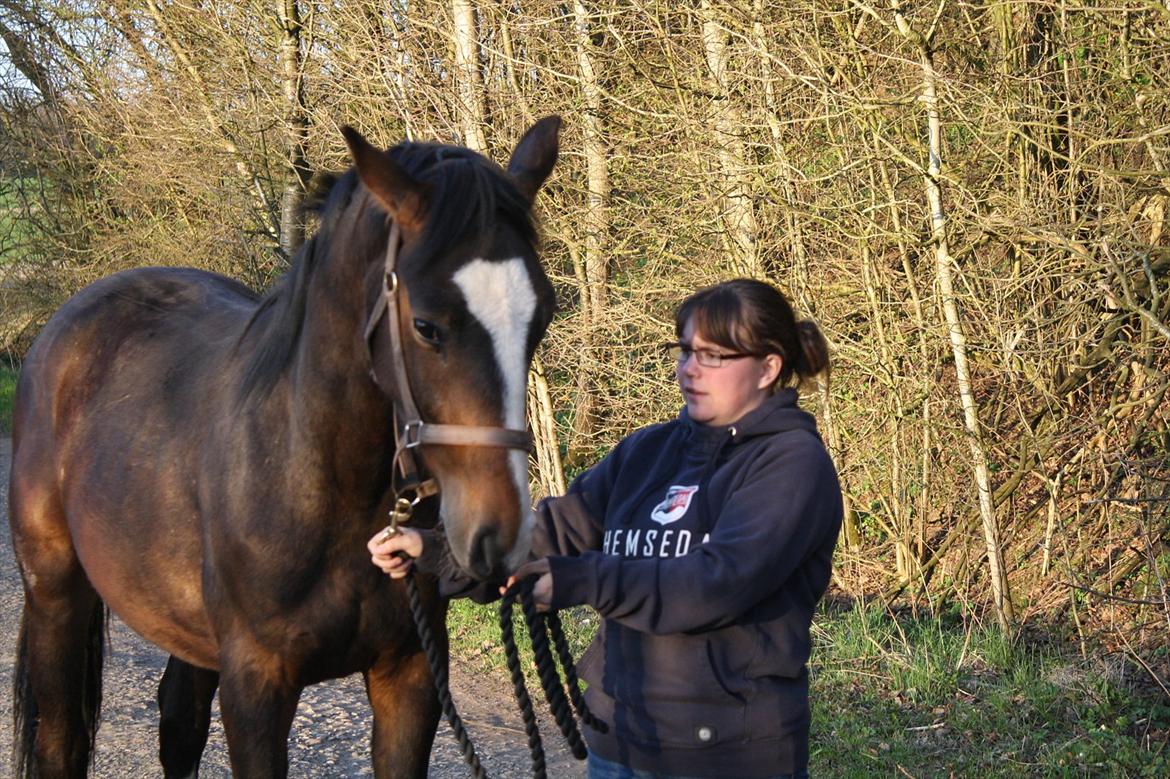 Dansk Varmblod Grøftebjergs Bellissimo billede 3