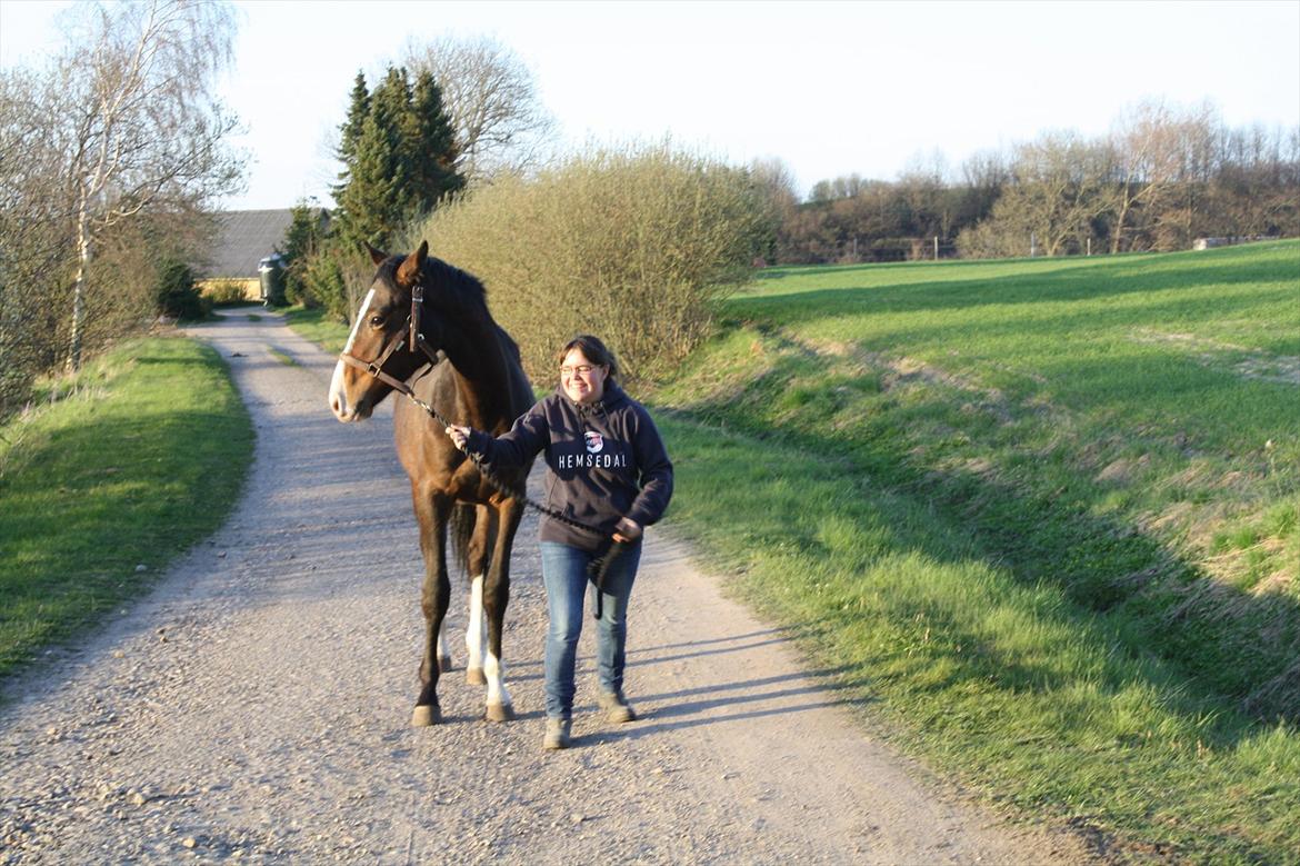 Dansk Varmblod Grøftebjergs Bellissimo billede 4