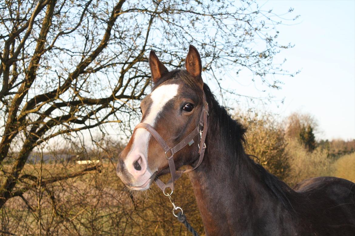 Dansk Varmblod Grøftebjergs Bellissimo billede 5