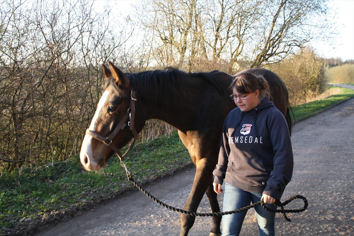 Dansk Varmblod Grøftebjergs Bellissimo billede 6