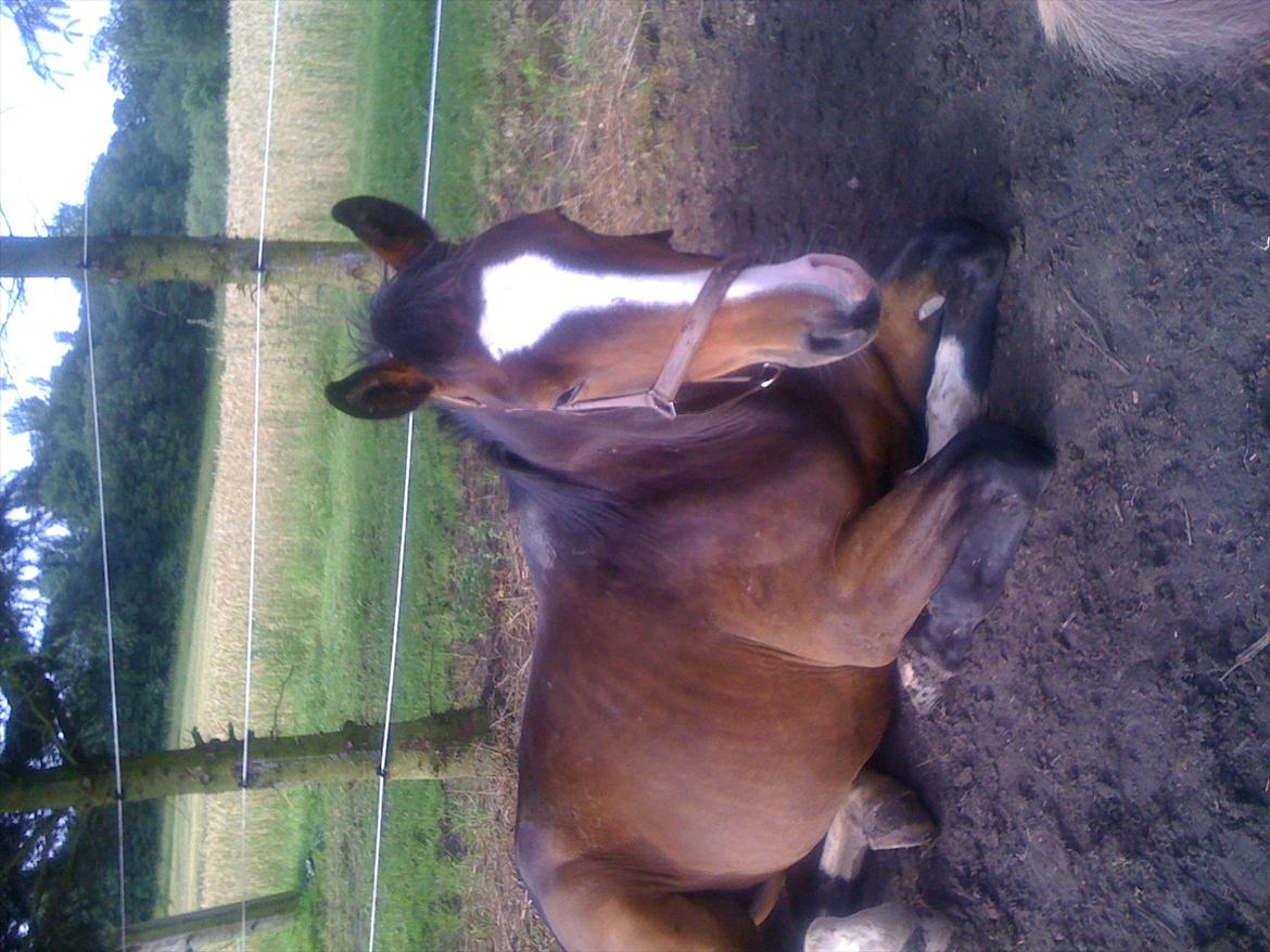 Dansk Varmblod Grøftebjergs Bellissimo billede 7