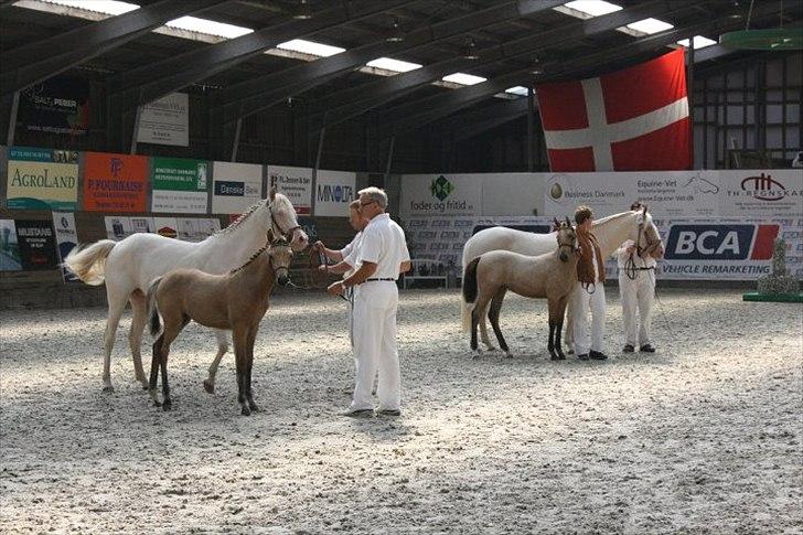 Palomino Suna's Golden Treasure billede 18