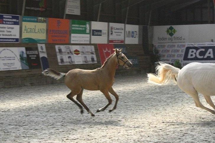 Palomino Suna's Golden Treasure billede 19