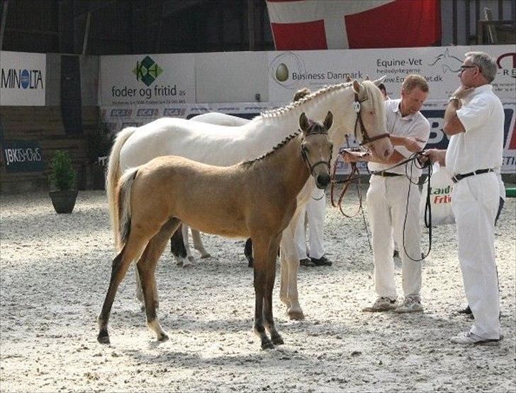 Palomino Suna's Golden Treasure billede 3