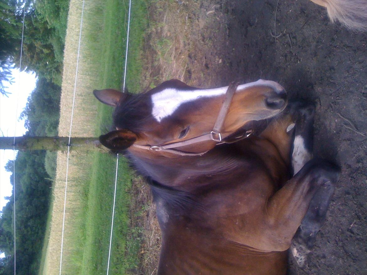 Dansk Varmblod Grøftebjergs Bellissimo billede 9