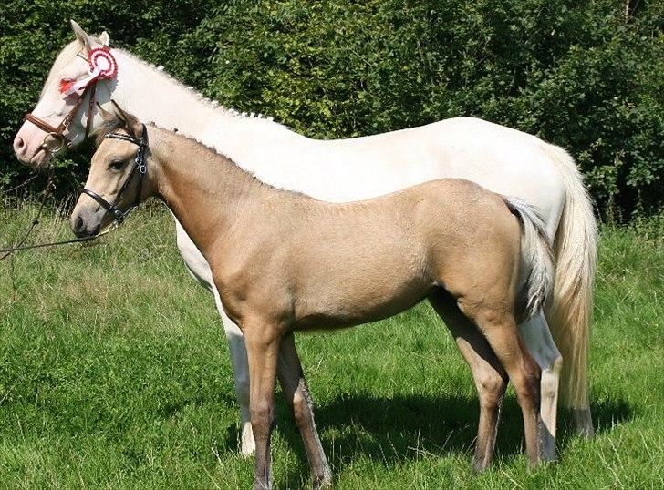 Palomino Suna's Golden Treasure billede 2