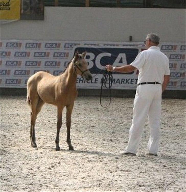 Palomino Suna's Golden Treasure billede 21