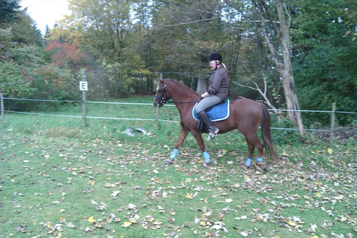 Welsh Pony (sec B) Bjerregårds Gandalf billede 17