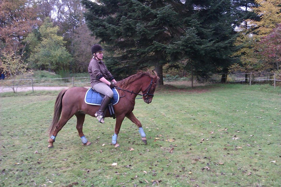 Welsh Pony (sec B) Bjerregårds Gandalf - han er ved at lære at gå til bidet, så det er ikke helt stabilt endnu :o) billede 18