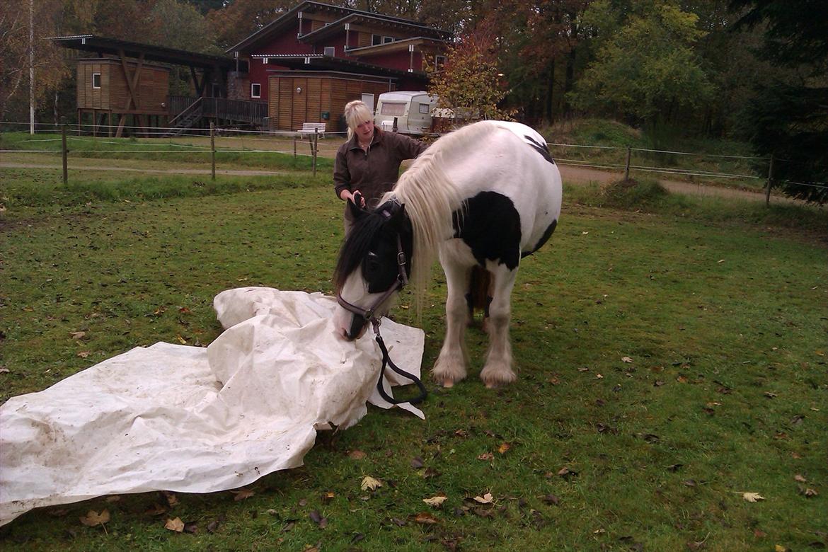 Tinker Ulvebakgaard's Iris  billede 19