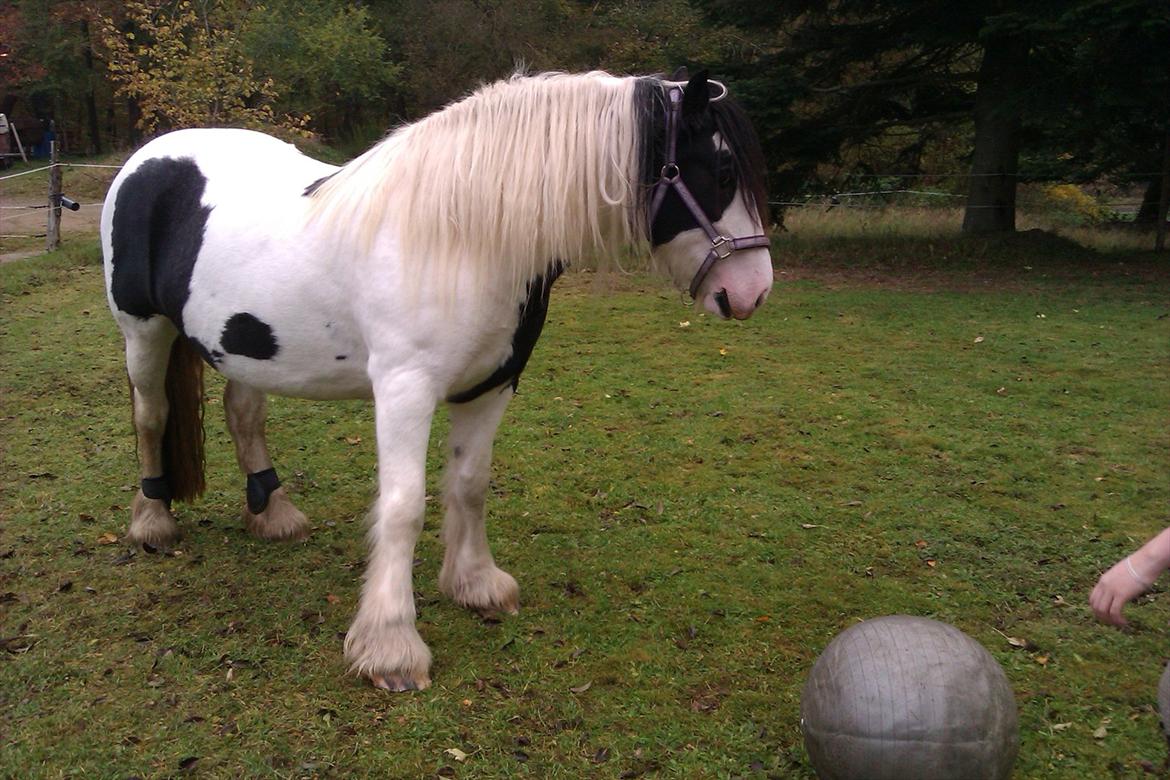 Tinker Ulvebakgaard's Iris  billede 20