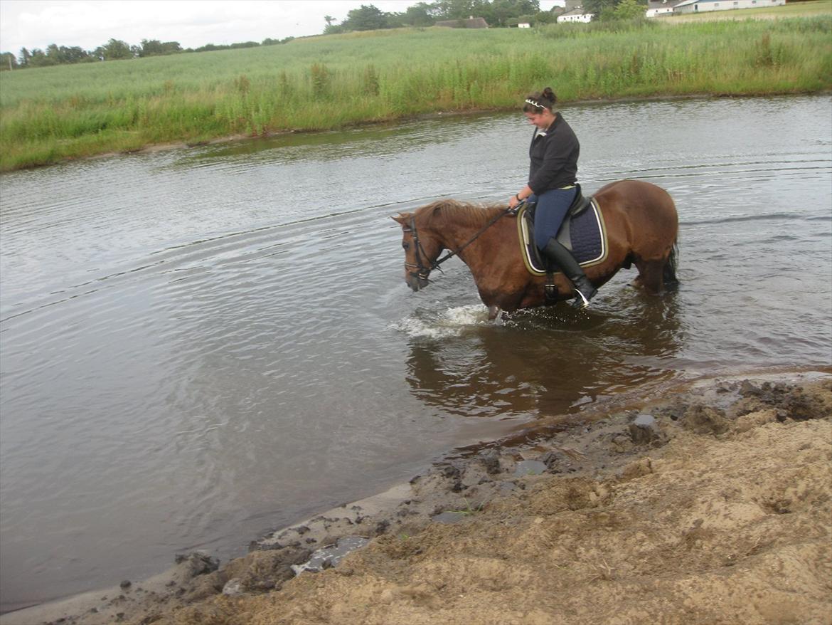 Welsh Partbred (Sec F) Officer W- B-pony billede 16