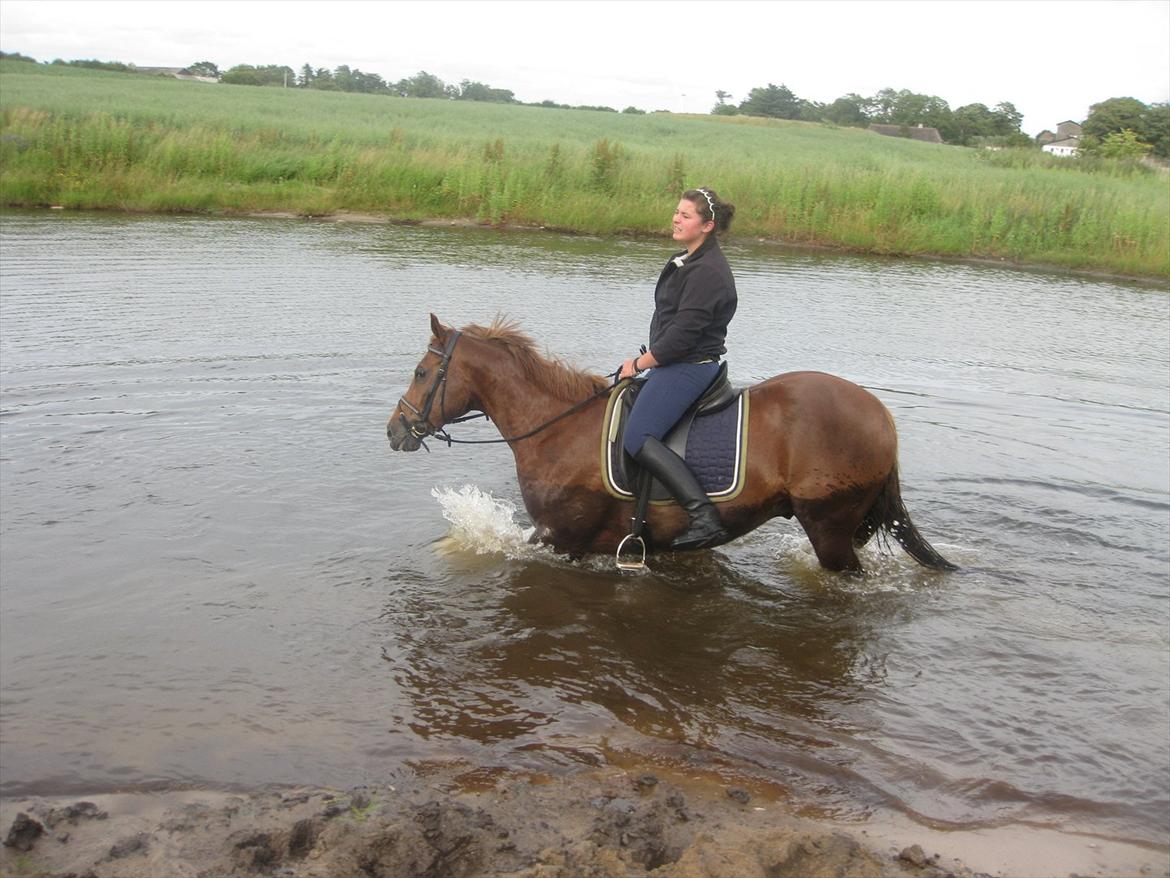 Welsh Partbred (Sec F) Officer W- B-pony - badning billede 8