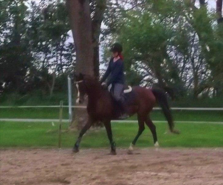 Arabisk fuldblod (OX) Deva - at noget er perfekt betyder ikke at det er fejlfrit, men at du ikke ønsker det anderledes.  billede 9