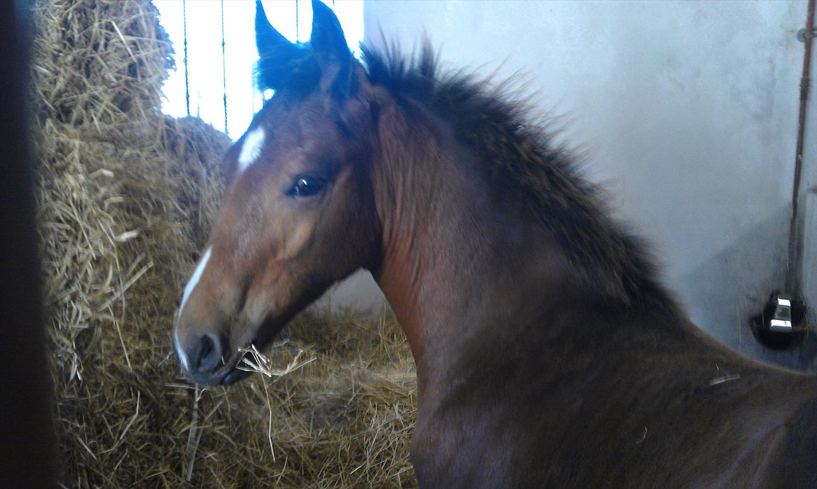 Anden særlig race Linde's Tzunami - 5.mdr gammel og en rigtig bandit billede 19