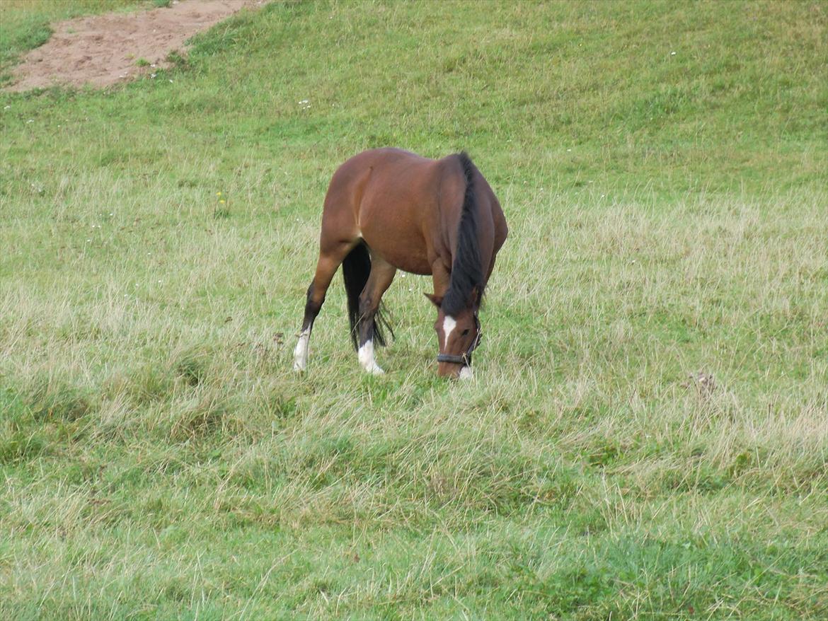 Anden særlig race lotte billede 1