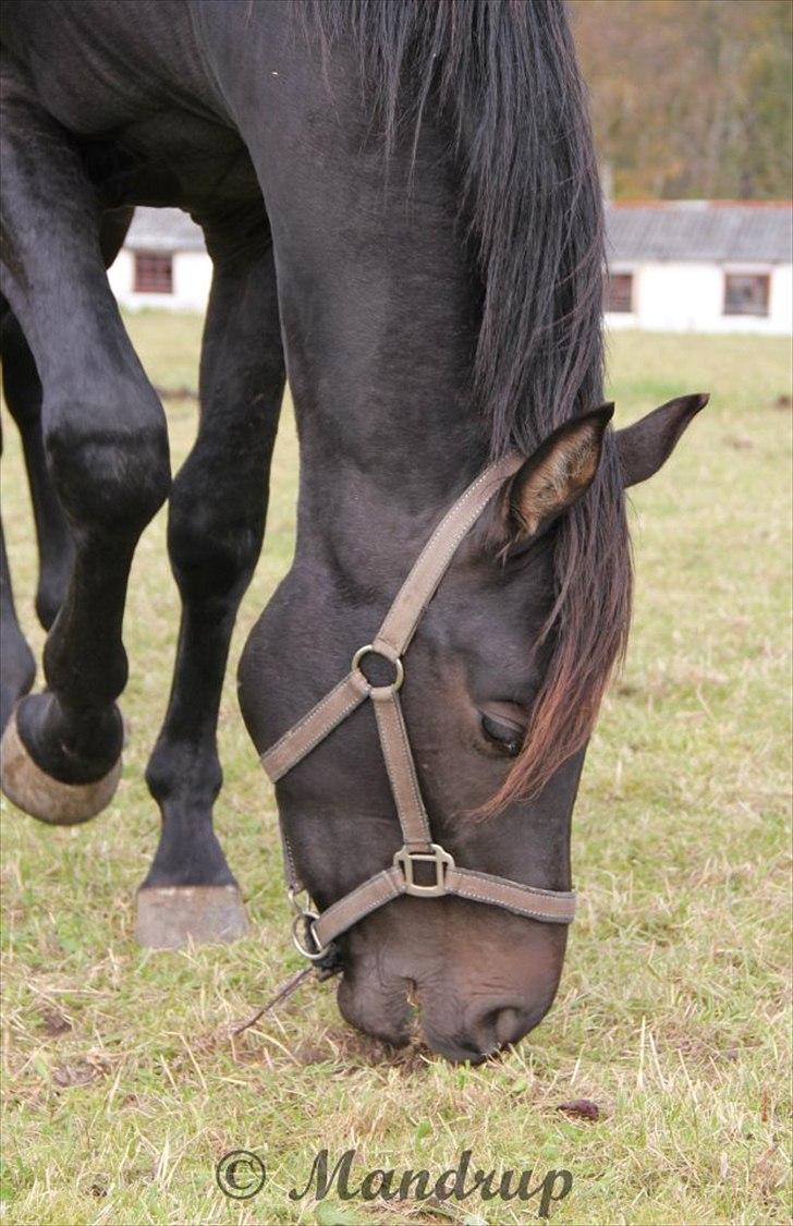 Dansk Varmblod skywalker billede 7