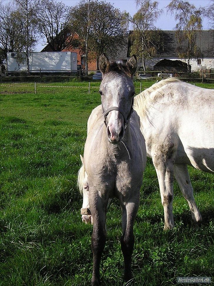 Appaloosa Kachina Cloud billede 10