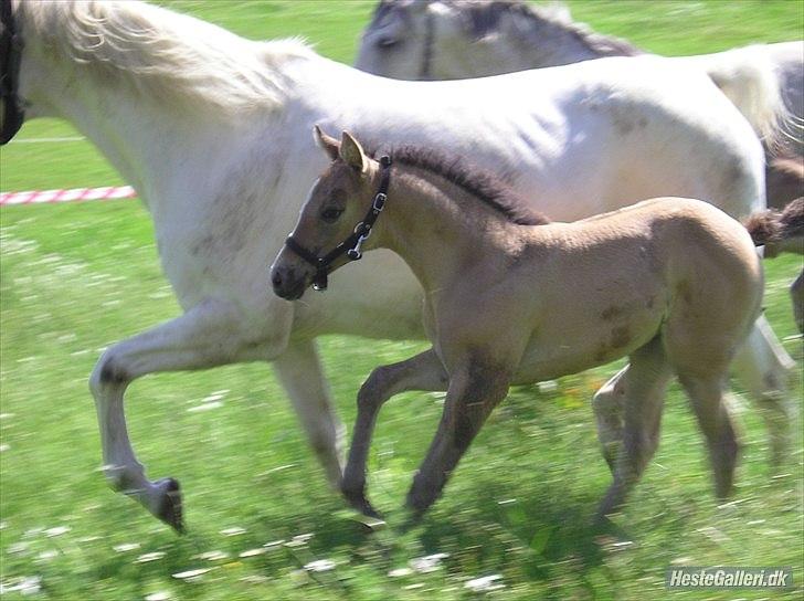 Appaloosa Kachina Cloud billede 11