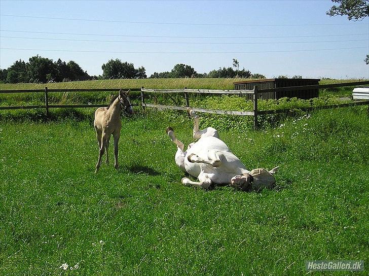 Appaloosa Kachina Cloud billede 12