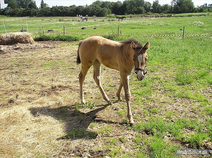 Appaloosa Kachina Cloud billede 13