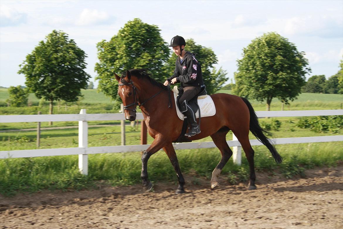 Hollandsk Varmblod Luna billede 4