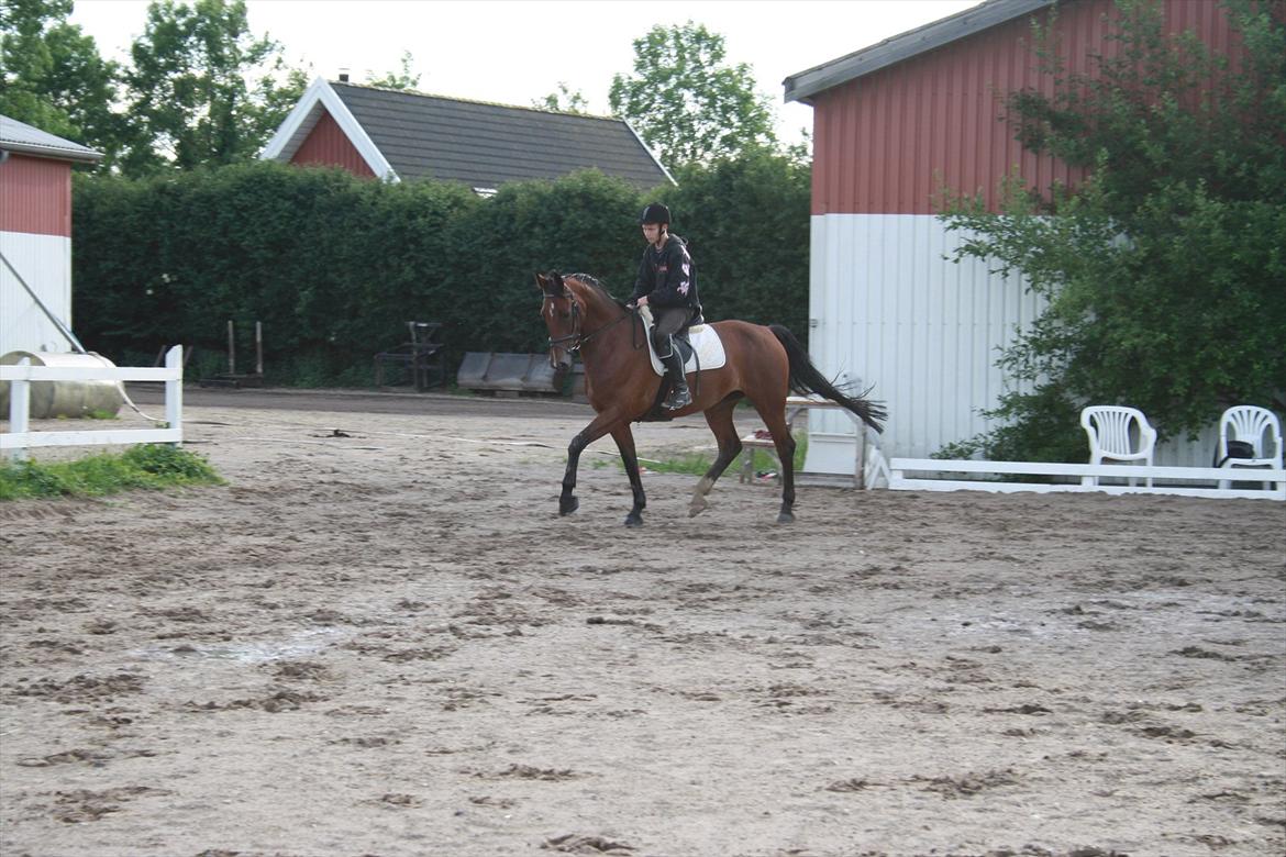 Hollandsk Varmblod Luna billede 11