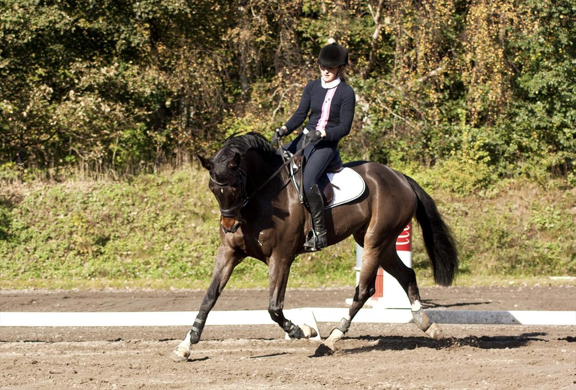 Dansk Varmblod Gammelbys Cavel billede 15