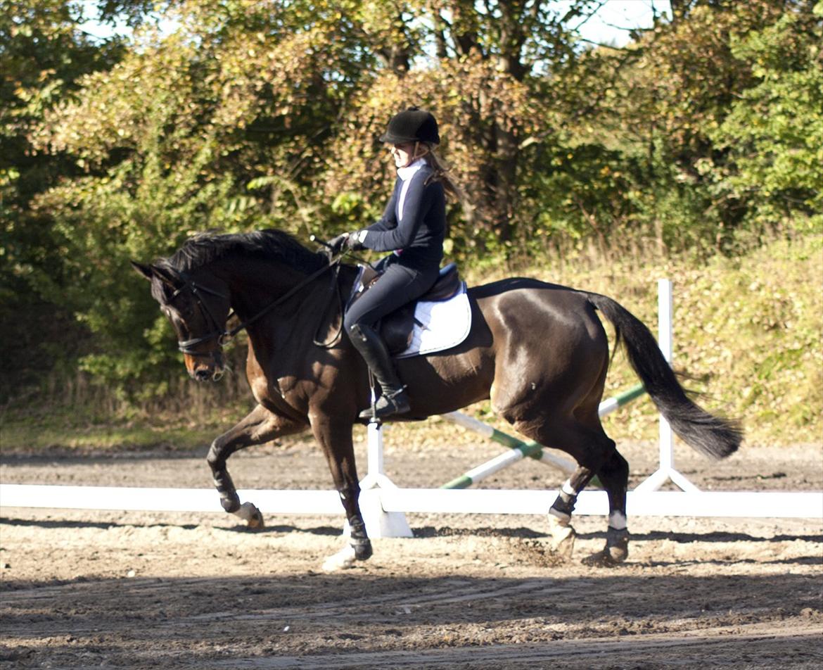 Dansk Varmblod Gammelbys Cavel billede 13