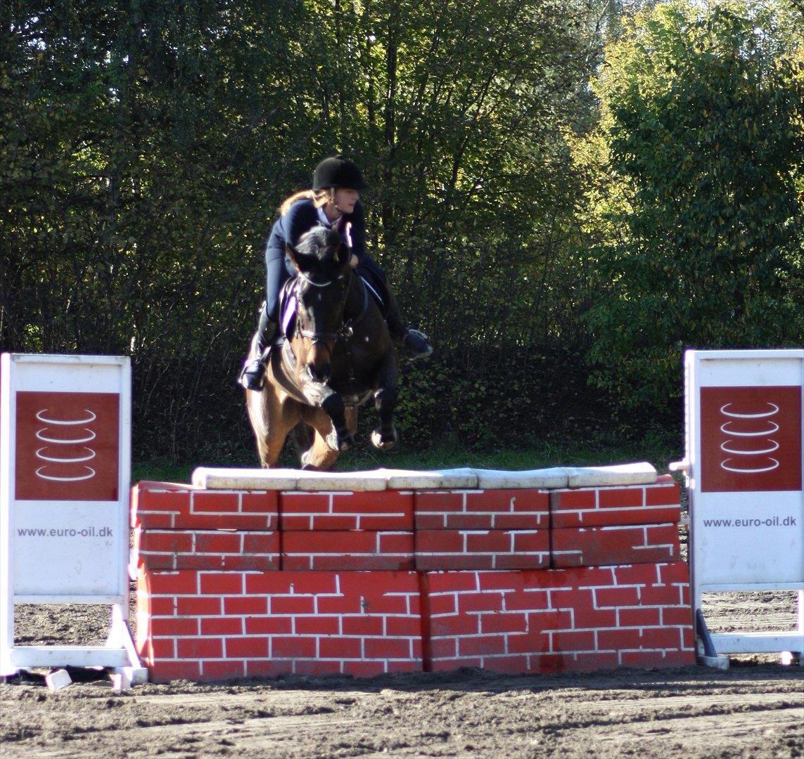 Dansk Varmblod Gammelbys Cavel billede 16