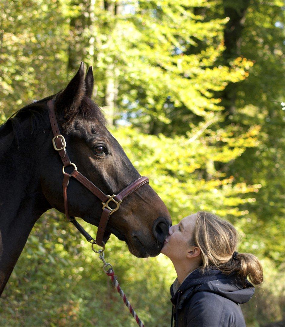 Dansk Varmblod Gammelbys Cavel billede 20