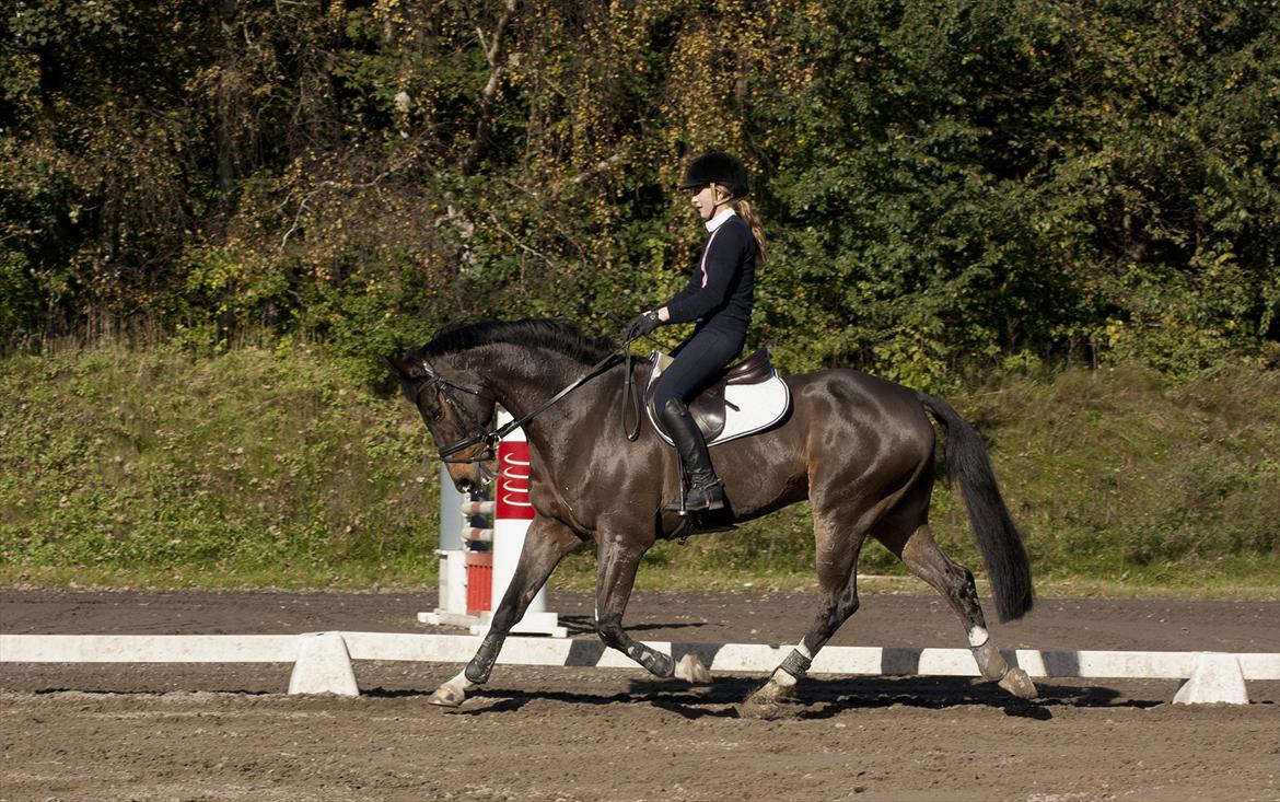 Dansk Varmblod Gammelbys Cavel billede 18