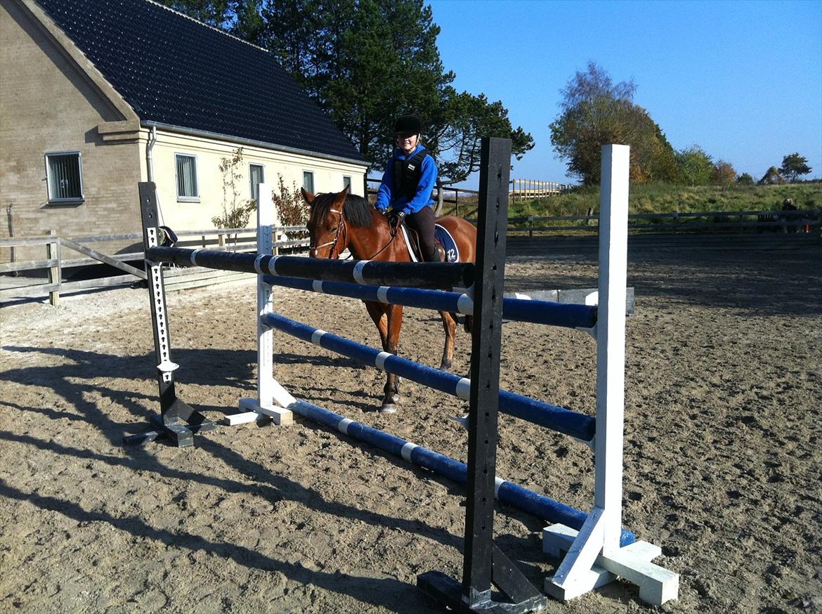 Anden særlig race zarahby <3 - 23/10- 2011, mig og zarahby springer 130- på en oxer :D rekord!! :) billede 19