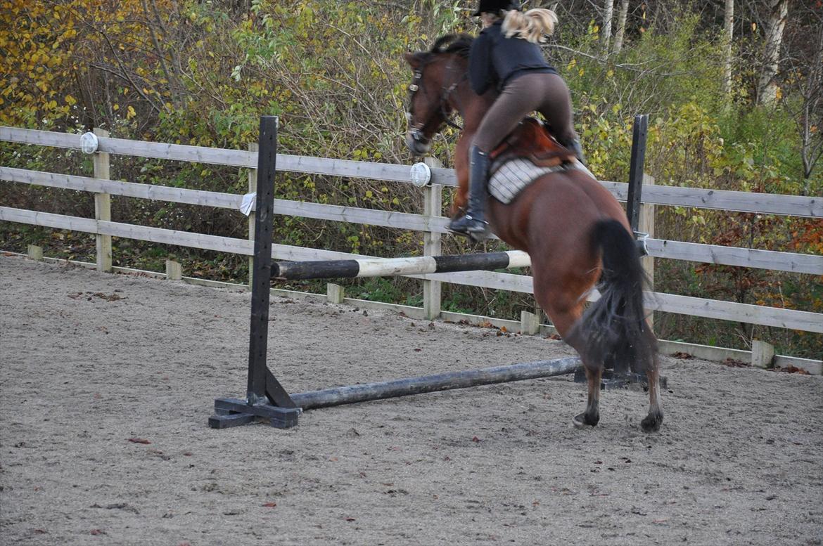Anden særlig race zarahby <3 - fra et år siden november 2010!  billede 20