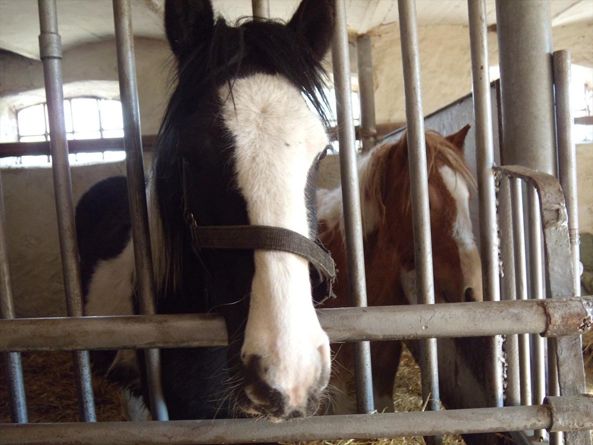 Irish Cob Isabella billede 1
