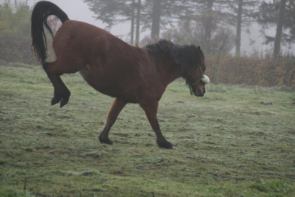 New Forest -Lilholdst Paloma [TheDreamHorse] - Skøre gamle pony d-;<3

© Amanda Clausen.[Mig] -2011 billede 6