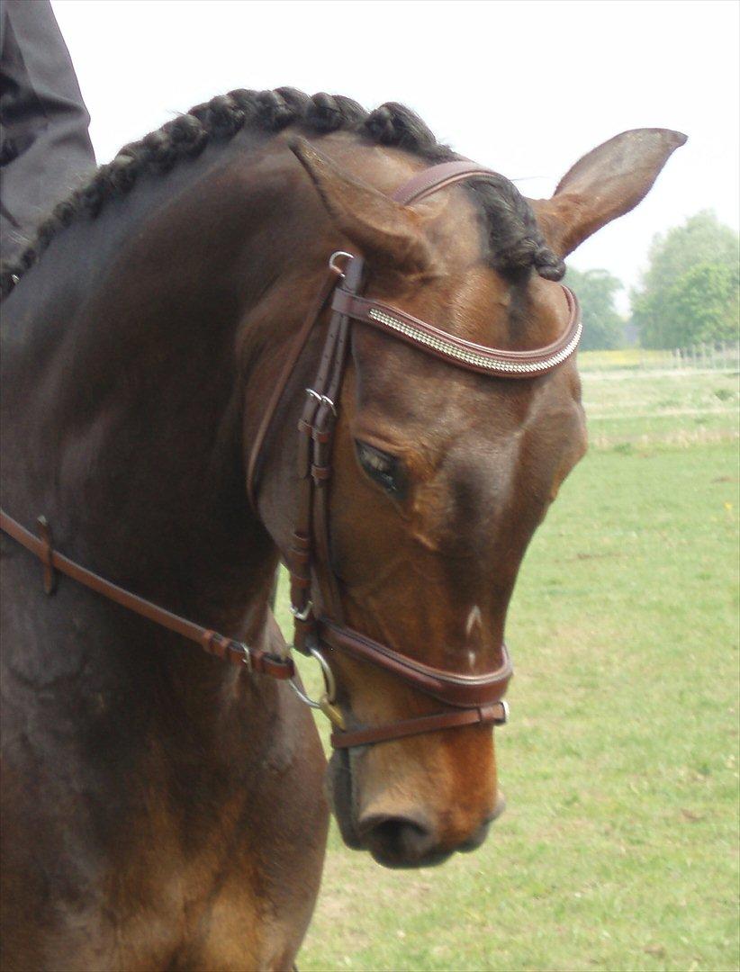 Anden særlig race  Himmelhest A'jay. R.I.P billede 1