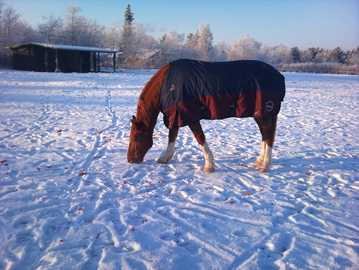 Frederiksborg Poseidon (Traktor) R.I.P. billede 11