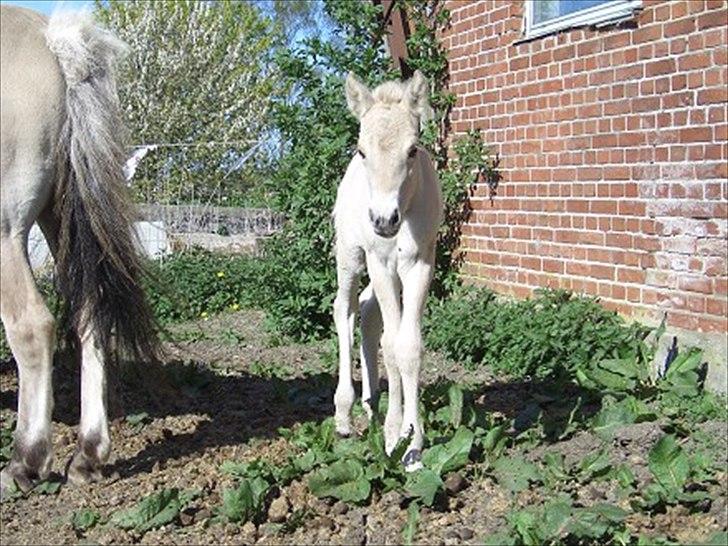Fjordhest Freyja - Tænk at man ka være SÅ bedårende :) billede 7