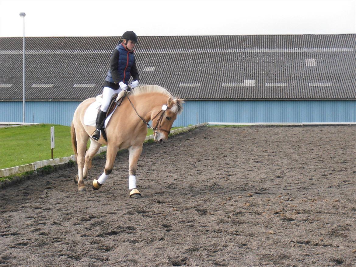 Fjordhest Emir Stanstorp (SOLGT) - Opvarmning til Lc1, i Hark!! :D Dejligste pony ;) billede 15