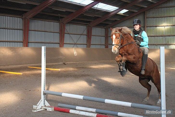 New Forest Fencer Blue Skønager billede 20