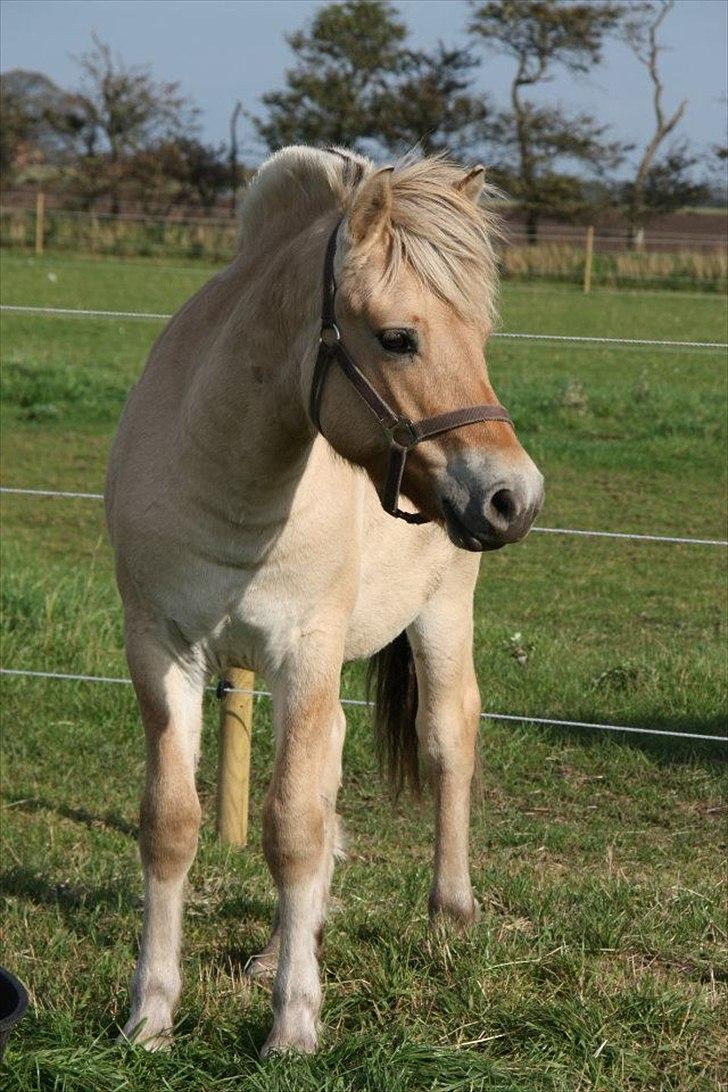 Fjordhest Hegnsvangs Lobo - 16 måneder gammel billede 13