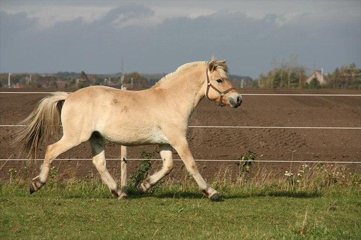 Fjordhest Hegnsvangs Lobo - 16 måneder gammel billede 20