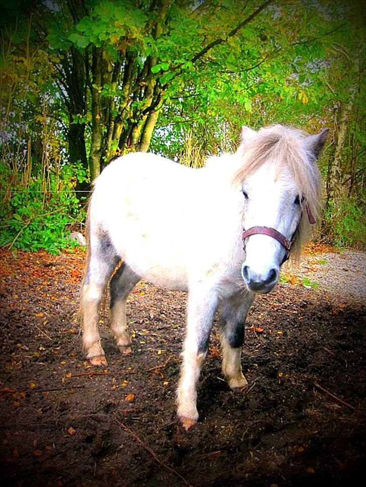 Anden særlig race Bandit billede 2