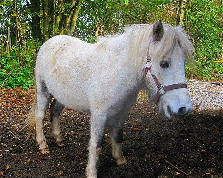 Anden særlig race Bandit billede 3
